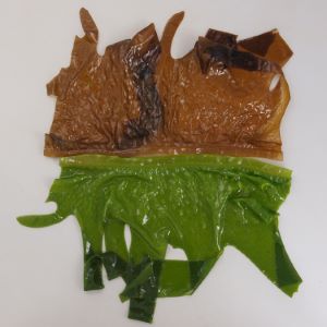 ワカメ 海藻 植物 市場魚貝類図鑑