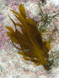 ワカメ 海藻 植物 市場魚貝類図鑑