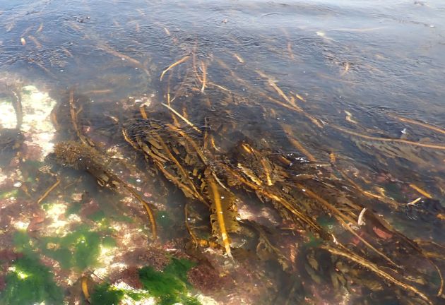 ワカメ | 海藻・植物 | 市場魚貝類図鑑