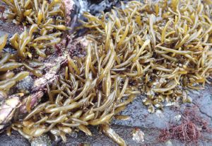 ヒジキ 海藻 植物 市場魚貝類図鑑 ヒジキ 海藻 植物 市場魚貝類図鑑