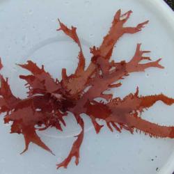 トサカノリ 海藻 植物 市場魚貝類図鑑