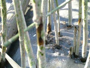 クリックで拡大表示