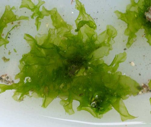 ヒトエグサ アオノリ 市場魚貝類図鑑