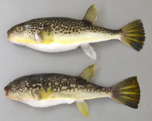 クリックで拡大表示