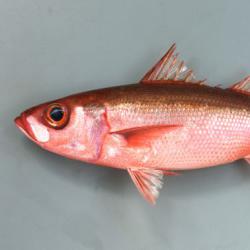 ハチビキ 魚類 市場魚貝類図鑑