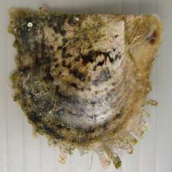 アコヤガイ 軟体 市場魚貝類図鑑 アコヤガイ 軟体 市場魚貝類図鑑