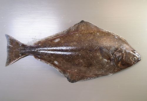 オヒョウ 魚類 市場魚貝類図鑑
