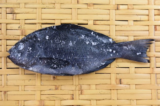 メジナ 魚類 市場魚貝類図鑑