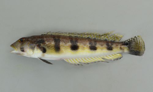 クラカケトラギス 魚類 市場魚貝類図鑑 クラカケトラギス 魚類 市場魚貝類図鑑