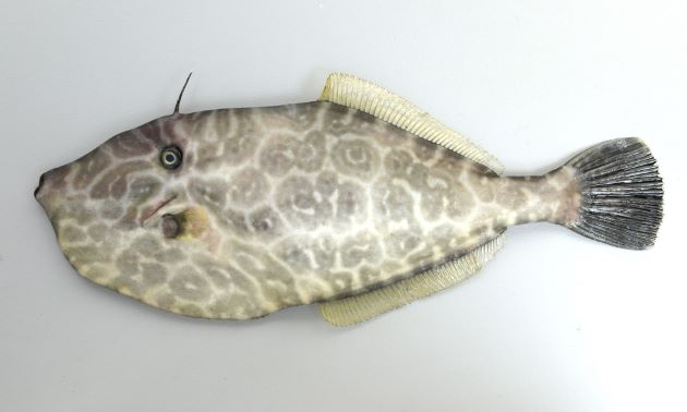 最大70cm SL 近くになる。全体に灰色で、目立った斑文がなく、極端に測扁(左右に平たい)する。若い個体には斑紋のある個体もいる。