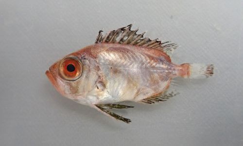 チカメキントキ 魚類 市場魚貝類図鑑