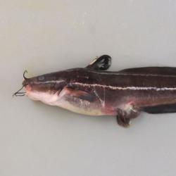 ゴンズイ 魚類 市場魚貝類図鑑