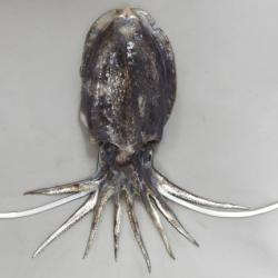 Sepiella属について 生物一覧ー 市場魚貝類図鑑 Sepiella属について 生物一覧ー 市場魚貝類図鑑