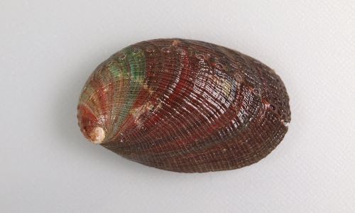 トコブシ 軟体 市場魚貝類図鑑 トコブシ 軟体 市場魚貝類図鑑