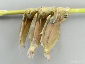 タマガンゾウビラメ 魚類 市場魚貝類図鑑