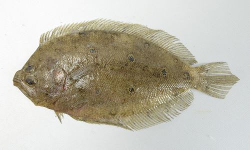 ひらめ　ページ タマガンゾウビラメ | 魚類 | 市場魚貝類図鑑