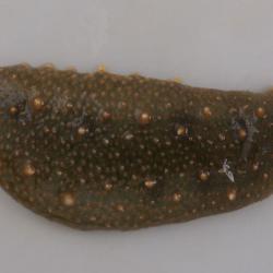 マナマコ その他生物 市場魚貝類図鑑 マナマコ その他生物 市場魚貝類図鑑