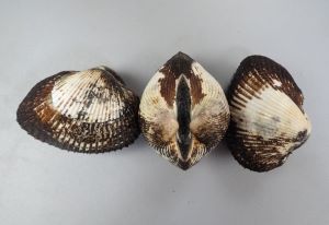 サトウガイ