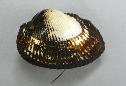 リンボウガイ確認用 リンボウガイ | 貝の図鑑