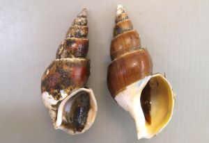 クリックで拡大表示