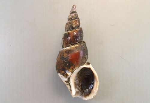 鹿児島県内で採集した「中型・小型の貝殻150種類」