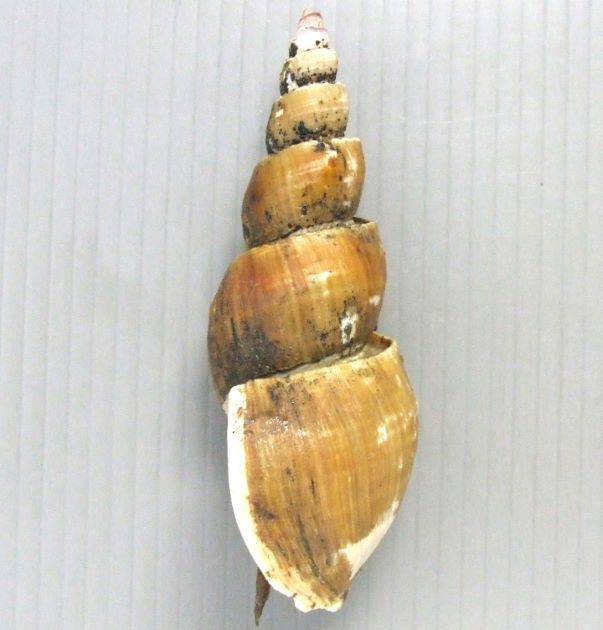 12cm SL 前後になる。見た目はのっぽである。各層の縫合の下には平らな部分がある。それぞれの層の上部のエッジは鋭い。厚い殻皮を被るが各層で縦に割れ、ほころびが出る。軸唇、前管溝は短い。