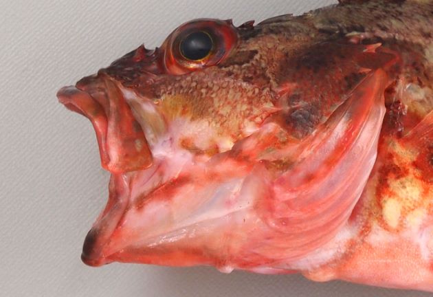 カサゴ 魚類 市場魚貝類図鑑 カサゴ 魚類 市場魚貝類図鑑