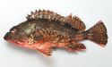カサゴのサムネイル写真