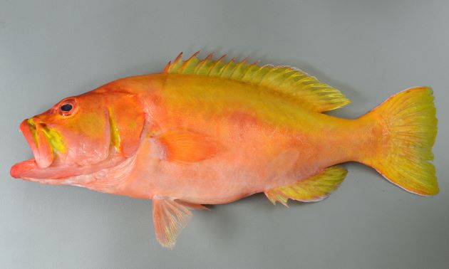 50cm SL 前後になる。全体がレモンイエローと薄赤い色合いの部分がある。背鰭棘は8、腹鰭5軟条で腹部との間に膜状のものがある。