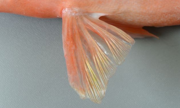 腹鰭5軟条で腹部との間に膜状のものがある。