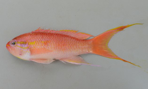 体長12cm前後になる。全体に赤く体側中央部分に黄色い縦縞がある（目立たない個体もある）。側へんし細長い。尾鰭は長く先は糸状になる。