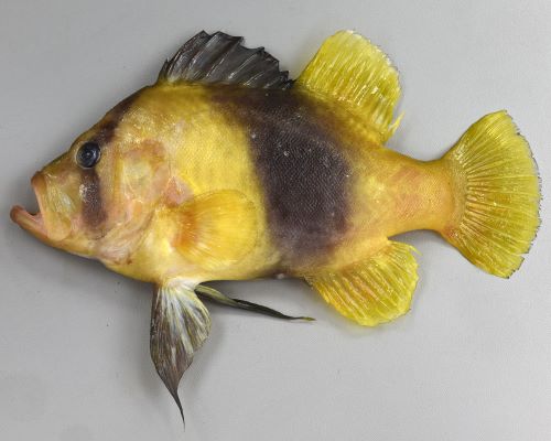 20cm SL 前後になる。体高があり、側へんする。
