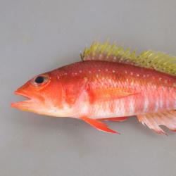 ヒメコダイ 魚類 市場魚貝類図鑑