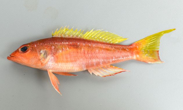 20cm SL 前後になる。紡錘形で全体に赤く細長い。体中央部分に薄い褐色の斑紋がある。尾鰭は湾入形し上部がヒモ状に伸びる。