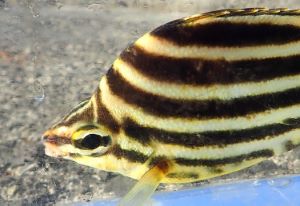 クリックで拡大表示