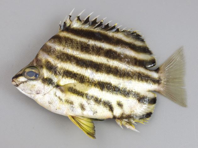 カゴカキダイ 魚類 市場魚貝類図鑑