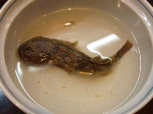 カジカ ゴリ 市場魚貝類図鑑 カジカ ゴリ 市場魚貝類図鑑