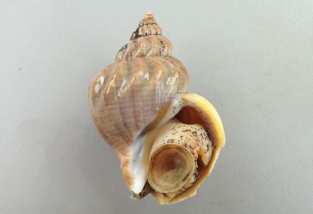 殻長５センチ前後になる小型の巻き貝だ。貝殻は厚みがあり、よくふくらむ。色合いは黒、灰色、白など多彩。螺層に渦巻き状の縦肋があり、こつごつしている。