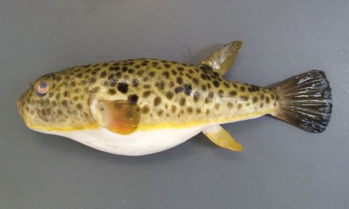 ヒガンフグ 魚類 市場魚貝類図鑑