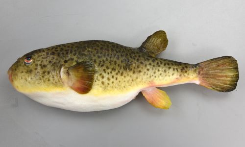 ヒガンフグ 魚類 市場魚貝類図鑑