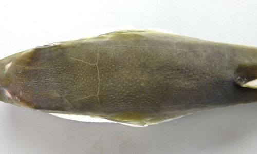 ドクサバフグ 魚類 市場魚貝類図鑑