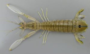 トゲシャコ