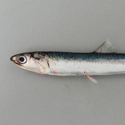 カタクチイワシ セグロイワシ 市場魚貝類図鑑