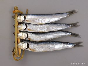 カタクチイワシ セグロイワシ 市場魚貝類図鑑