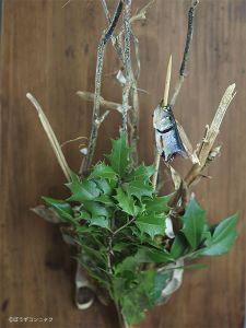 クリックで拡大表示