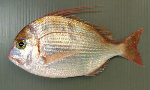C59-157 知っておきたい魚・貝類料理 家庭料理百科 4 - 家庭料理