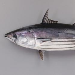 マグロとカツオの違いとは？分類・見た目・旬・価格・食べ方を解説 | 高知産かつおの100%藁焼きタタキ通販｜久礼大正町市場 山本鮮魚店