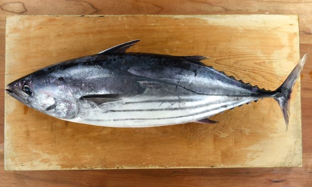 カツオです。 オリーブオイル漬かつお – 土佐せれくとしょっぷ てんこす