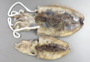 クリックで拡大表示