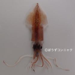 ホタルイカ 軟体 市場魚貝類図鑑 ホタルイカ 軟体 市場魚貝類図鑑